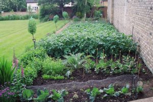 A home garden can give you all your favorite vegetables for at least part of the year. You can grow them in whatever space you have.