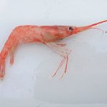 pinkshrimp