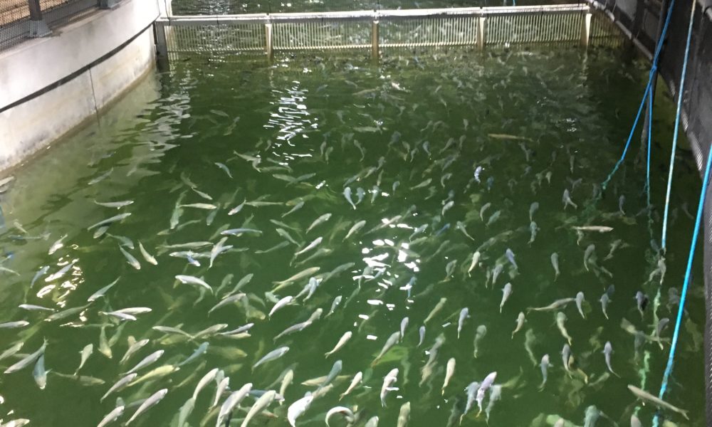 Scandinavian fish farm