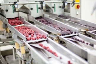 Raspberries are being processed to go into frozen bags headed to your store.